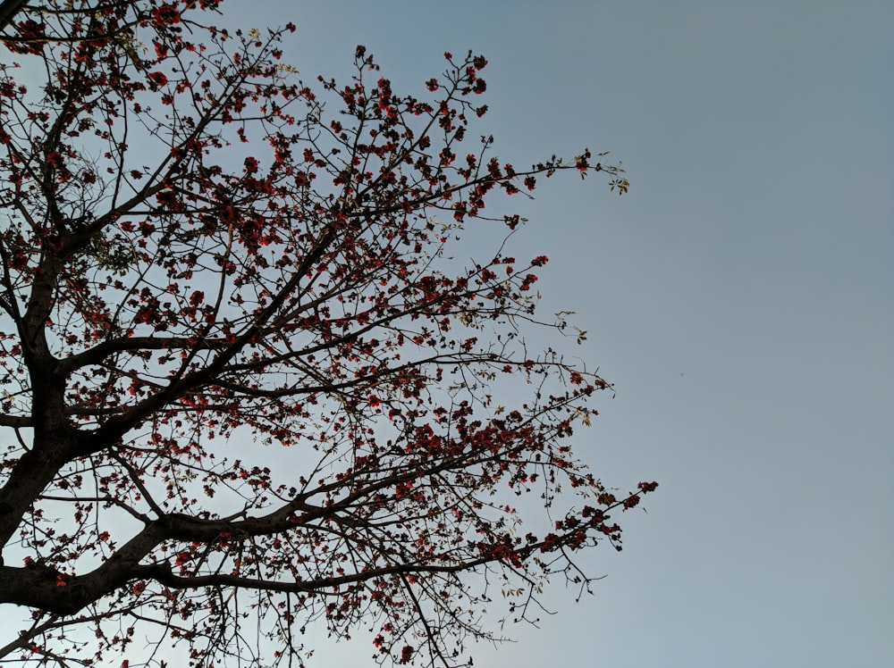昼間の青空に映える紅葉樹