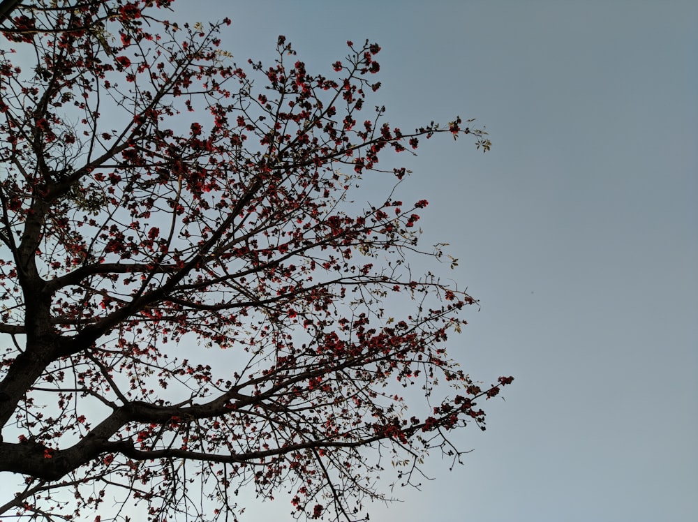 roter Blattbaum unter blauem Himmel tagsüber