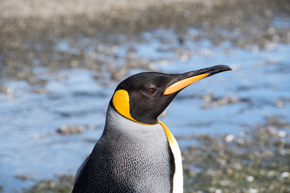 black and white penguin standing on rock