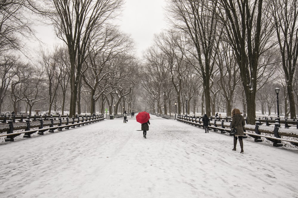 people walking on snow covered pathway between bare trees during daytime