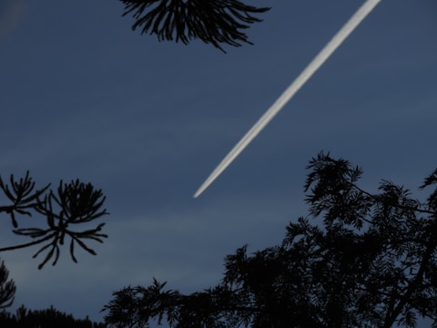 A contrail streaks across a clear blue sky, intersected by silhouettes of leafy tree branches at the top and bottom of the image.