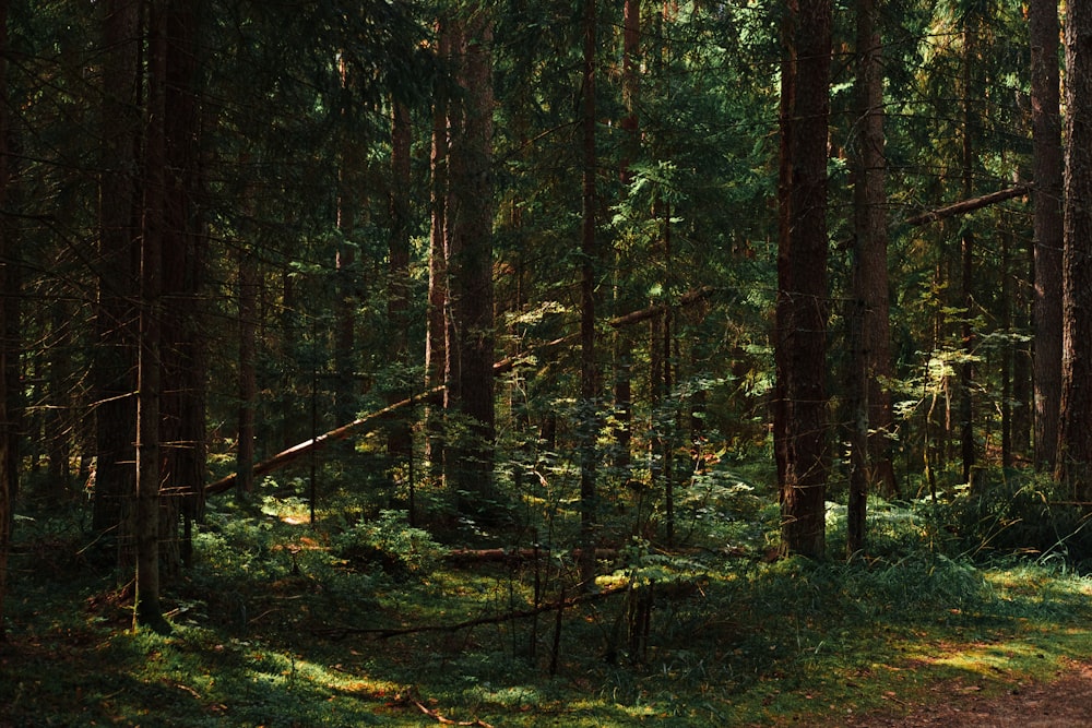 green trees on forest during daytime