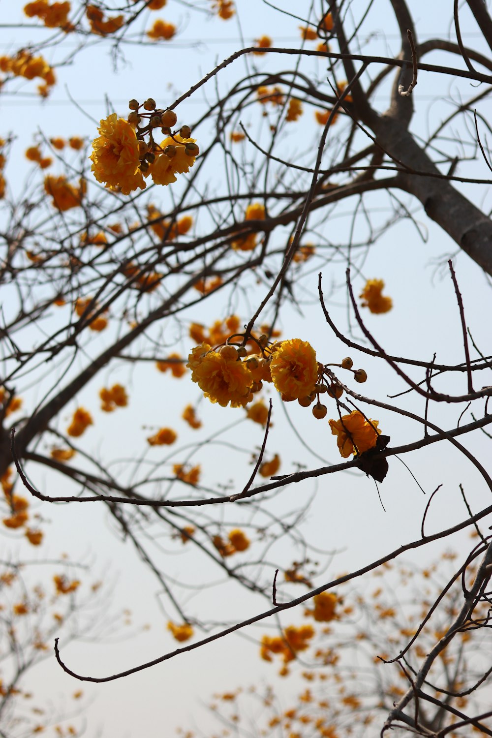 yellow flowers on brown tree branch during daytime