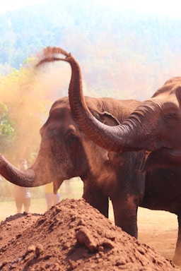 elephant on brown soil during daytime