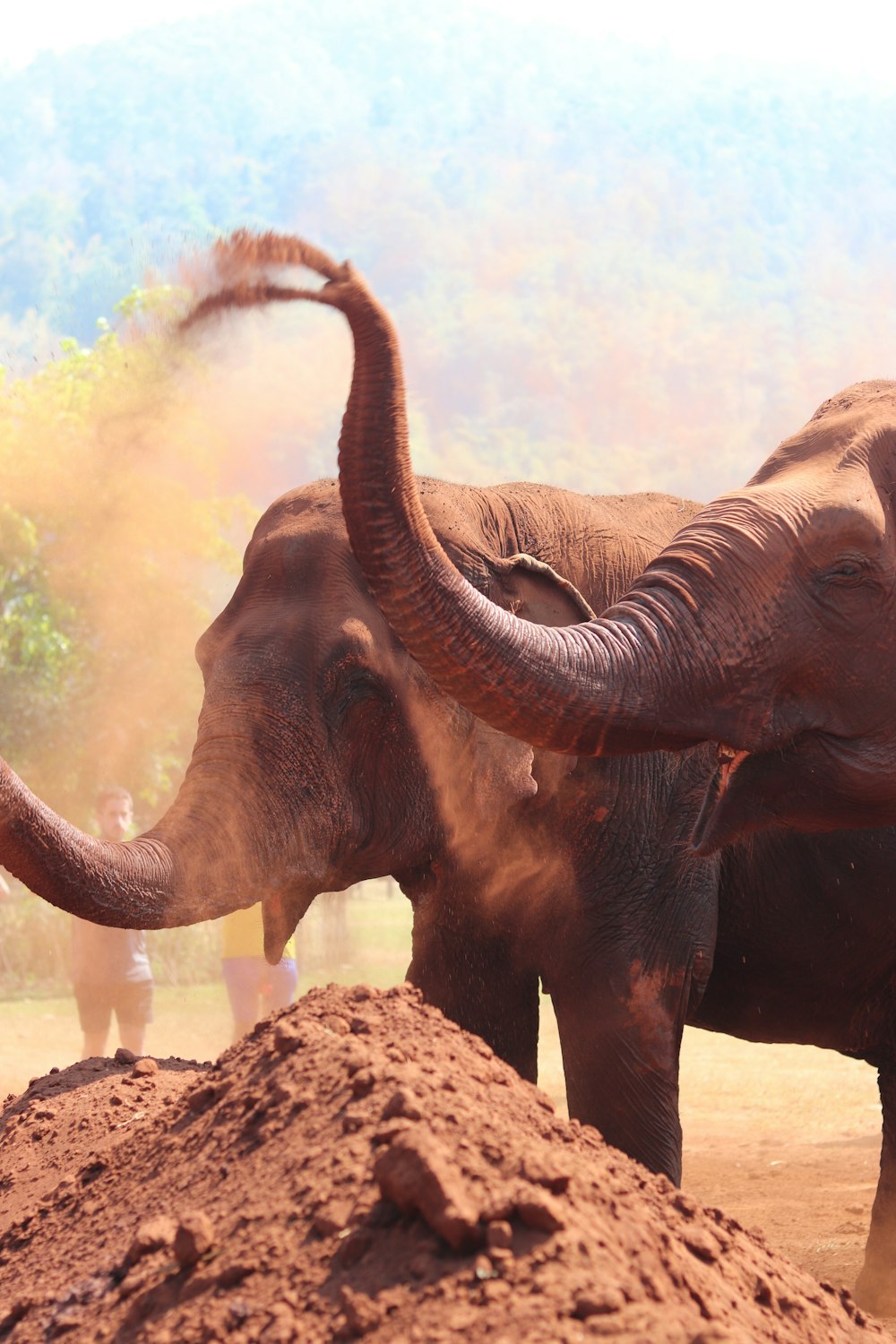 elephant on brown soil during daytime