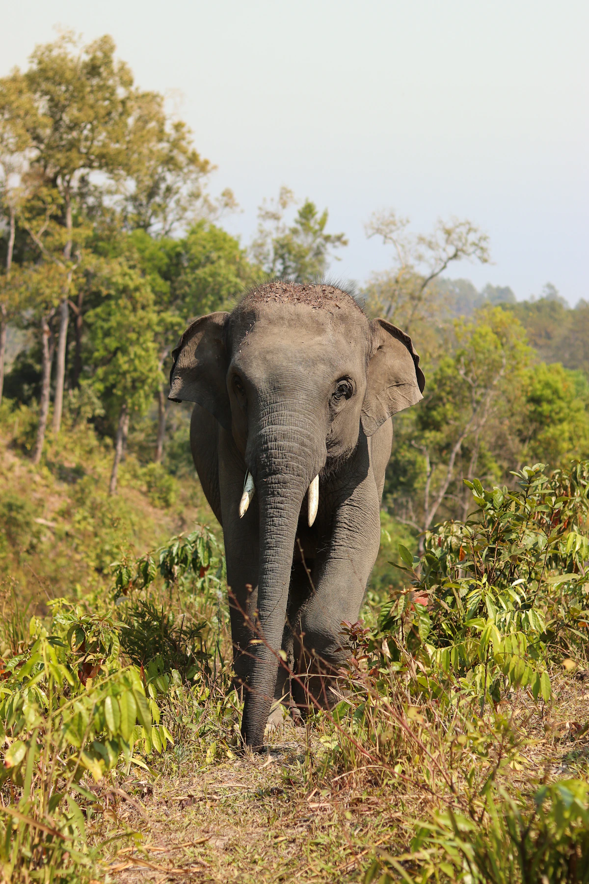 A wild-looking elephant walking freely through forest, with no chains or riding equipment