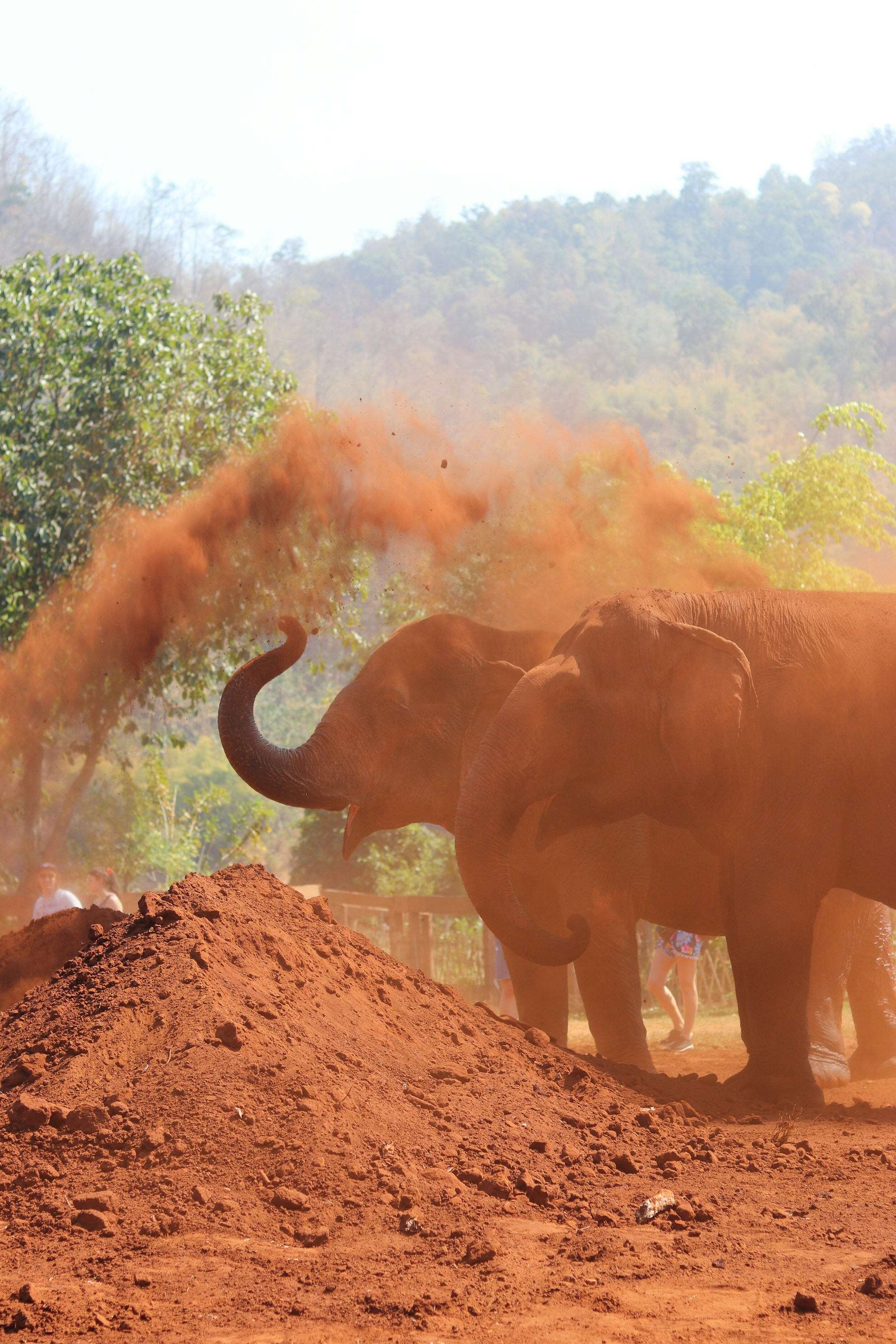 brown elephant walking on brown soil during daytime in a tour Responsible Wildlife Tourism.