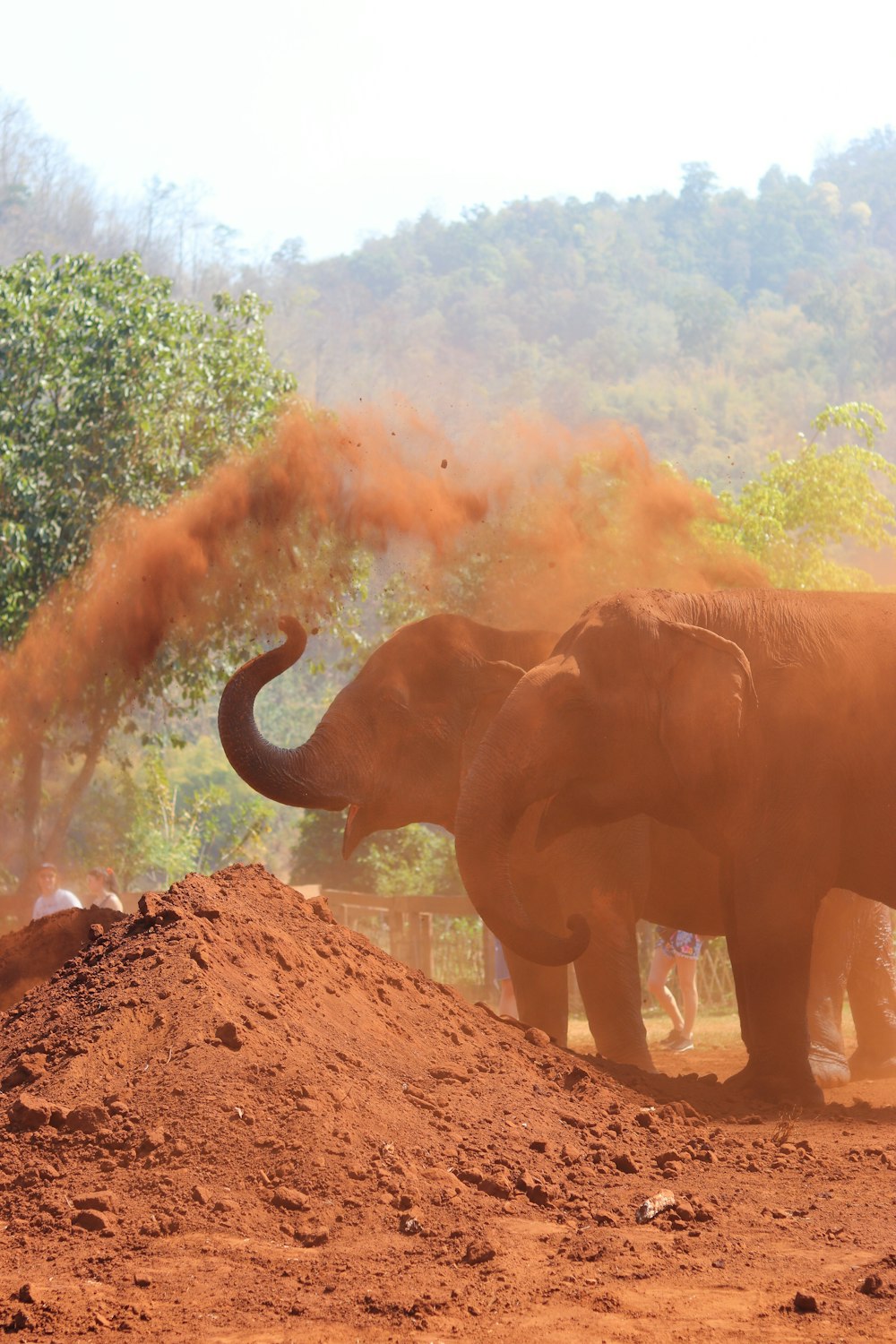 brown elephant walking on brown soil during daytime