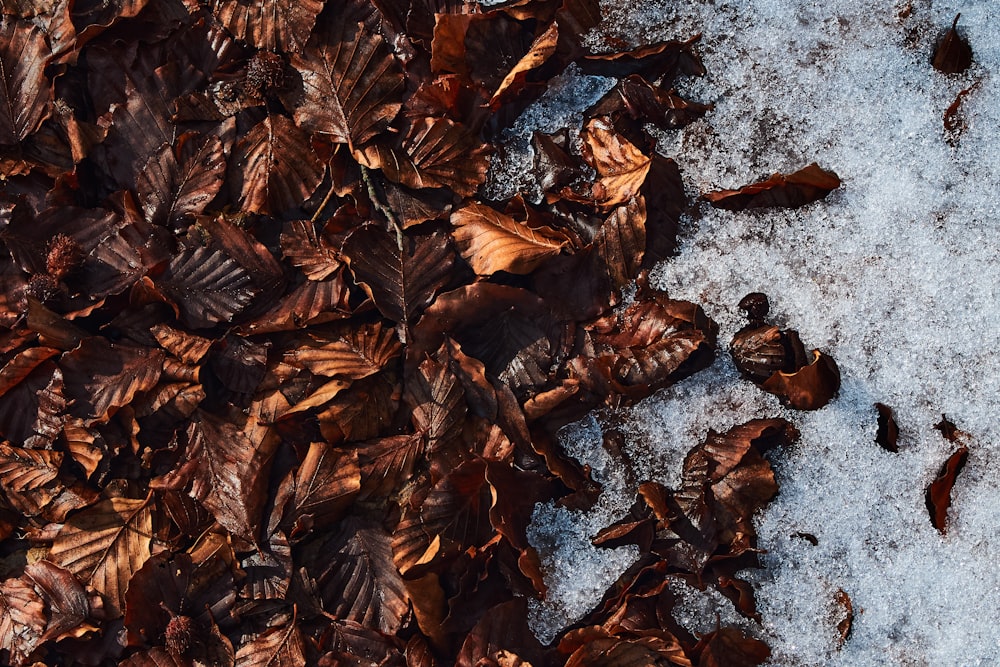 feuilles séchées brunes sur sable gris