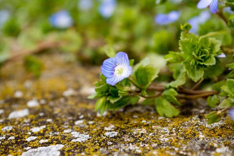 Blossom of a Veronica persica.