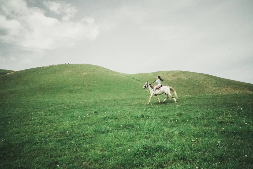 brown and white horse on green grass field under white clouds during daytime