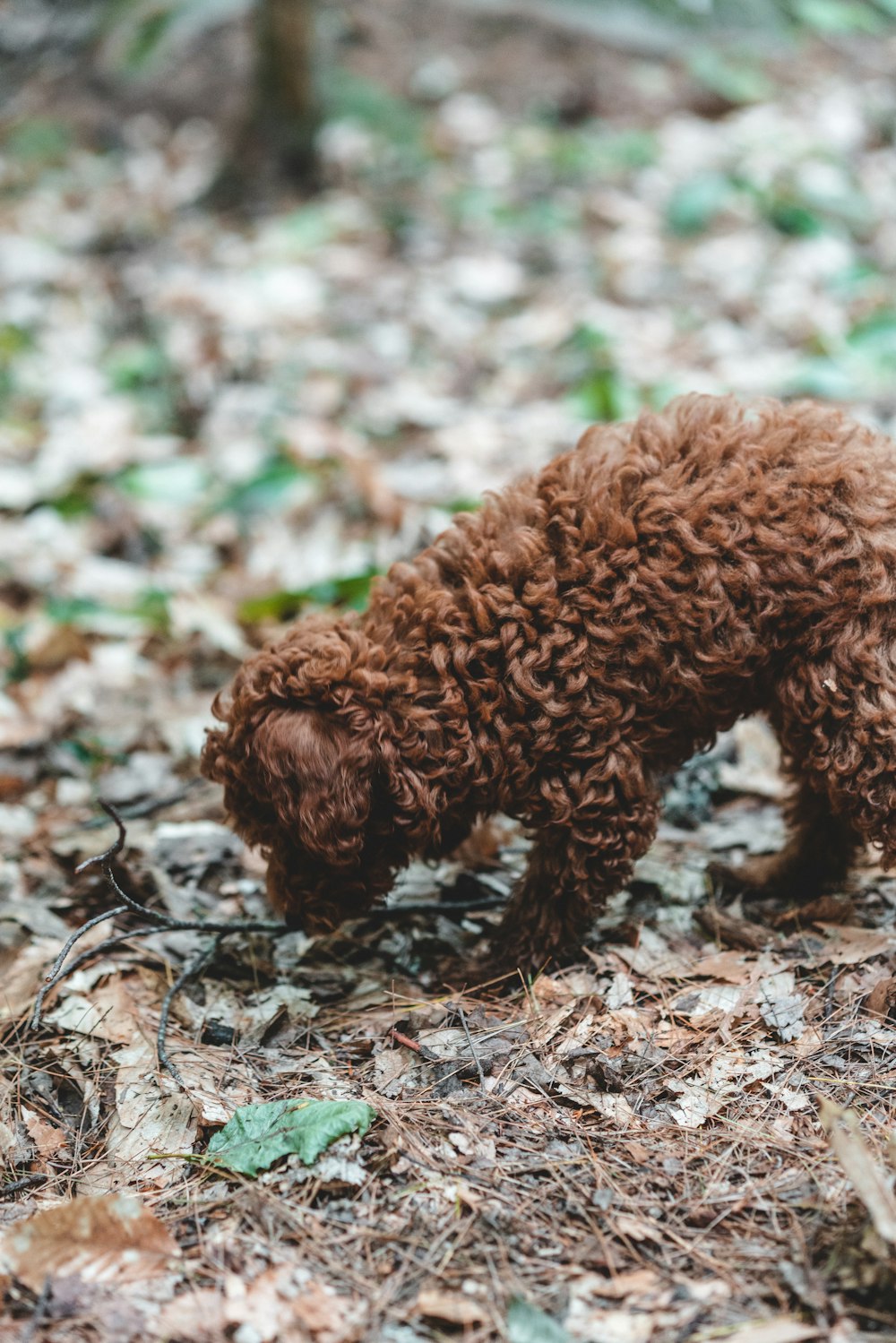Perro de tamaño pequeño de pelaje largo marrón sobre hojas secas marrones