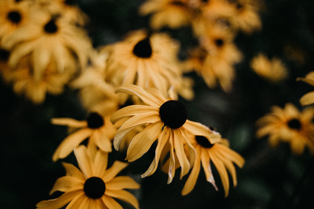 yellow and black sunflower in close up photography