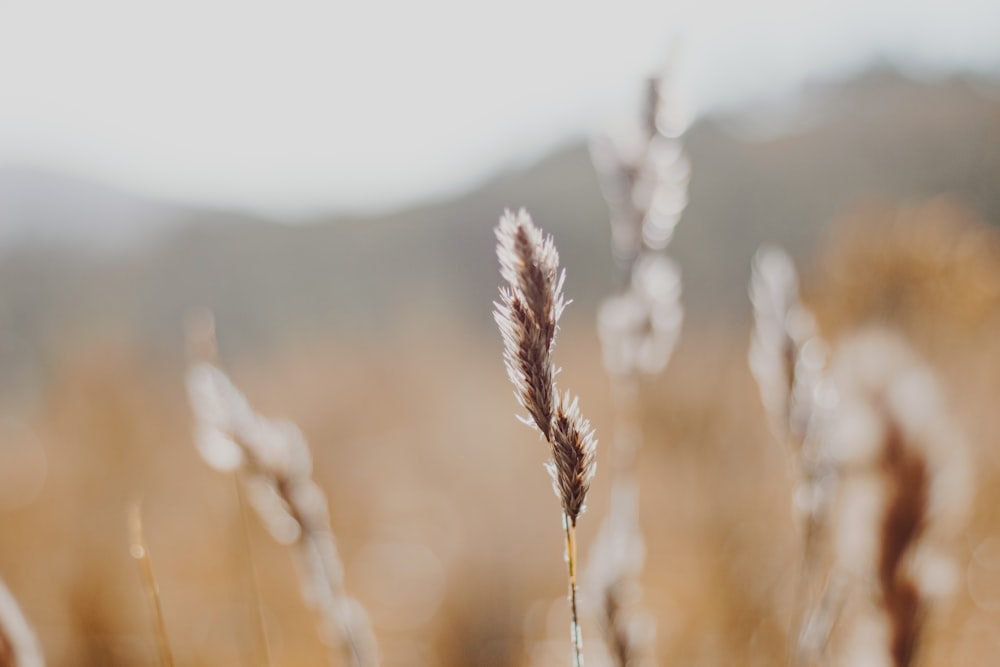 brown wheat in tilt shift lens