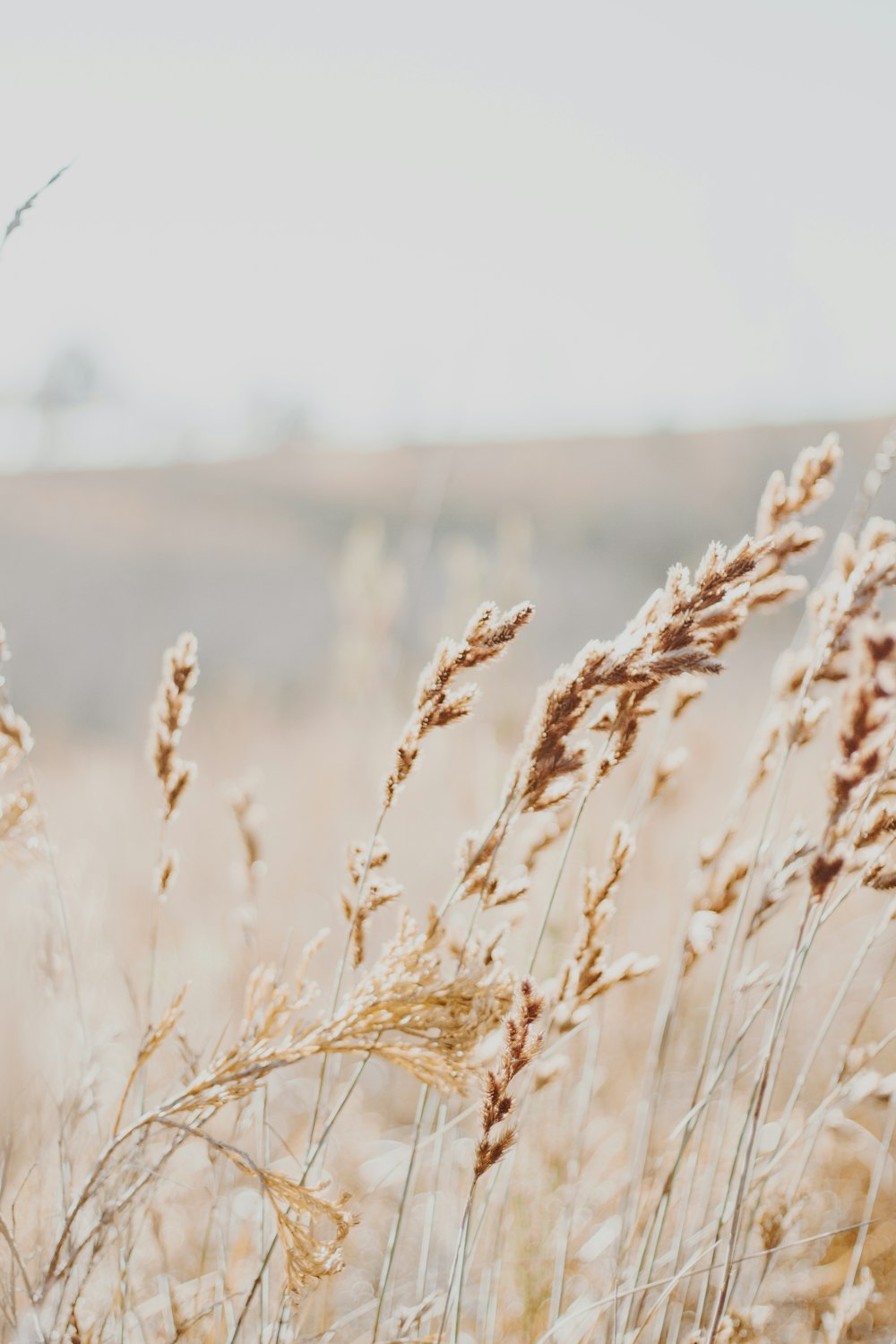 brown wheat field during daytime