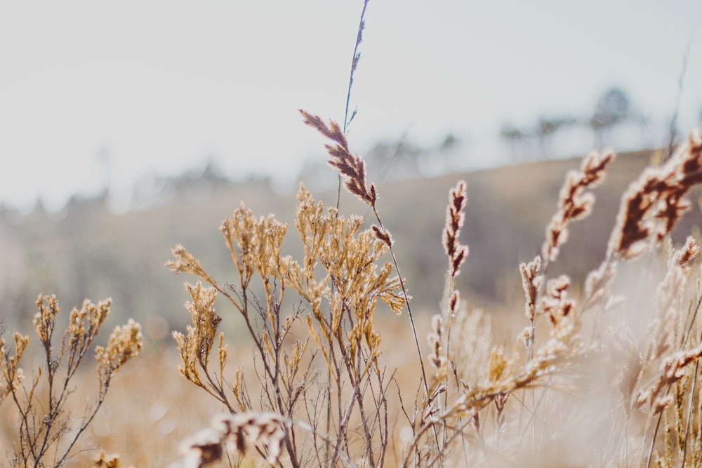 brown wheat field during daytime