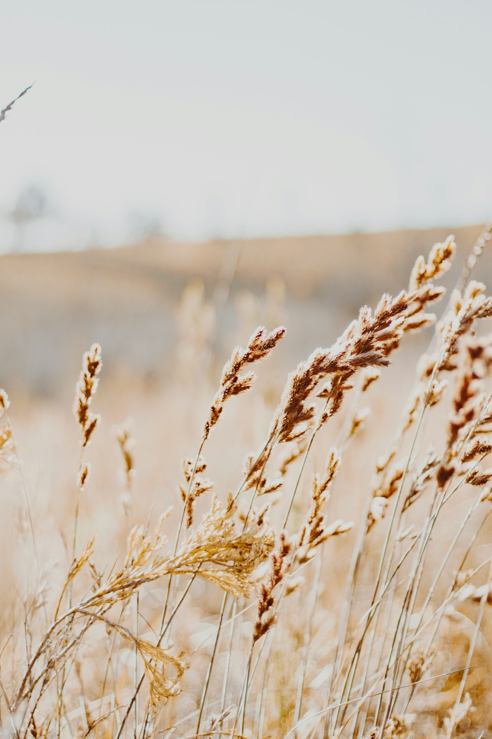 brown wheat field during daytime