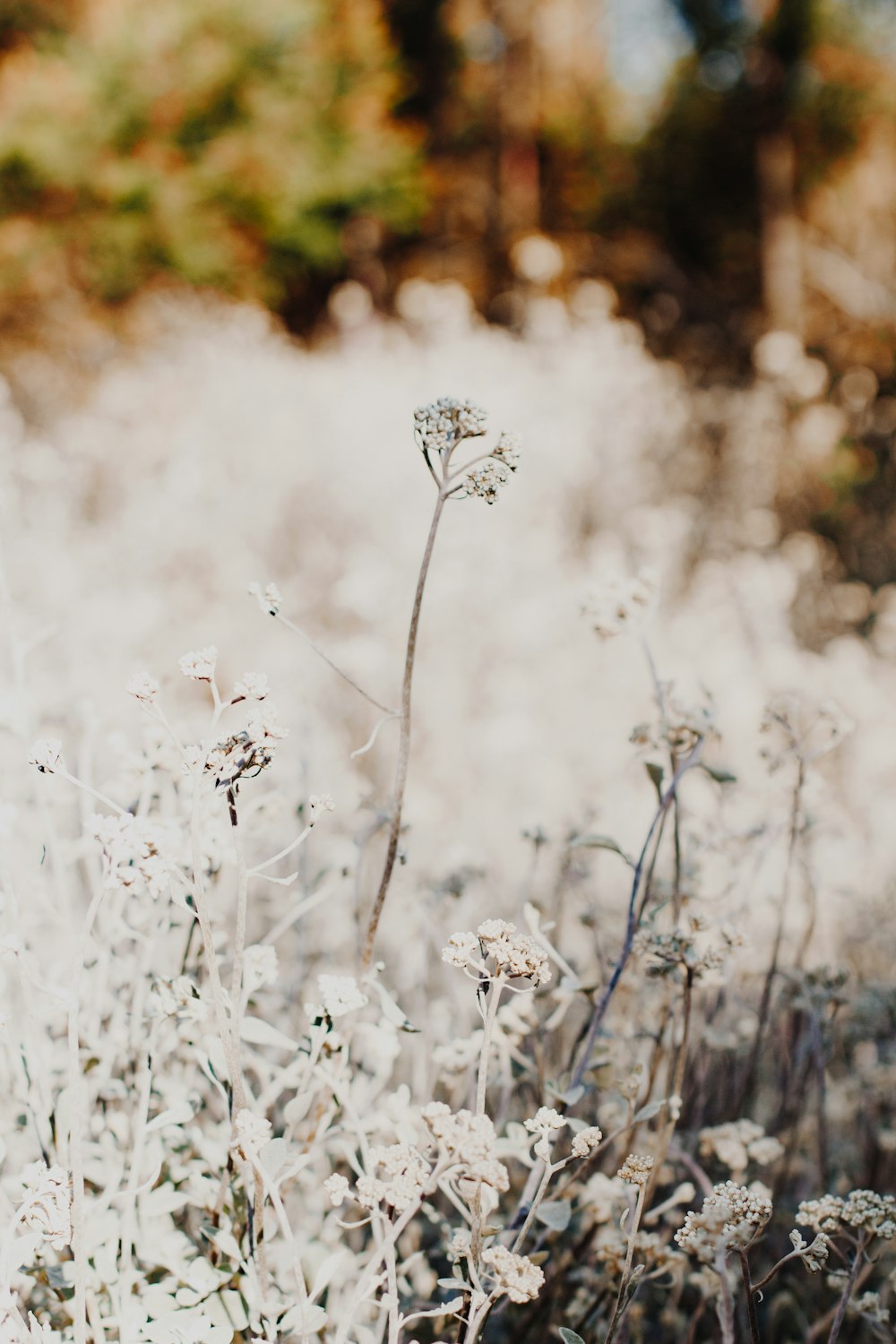 white flowers in tilt shift lens