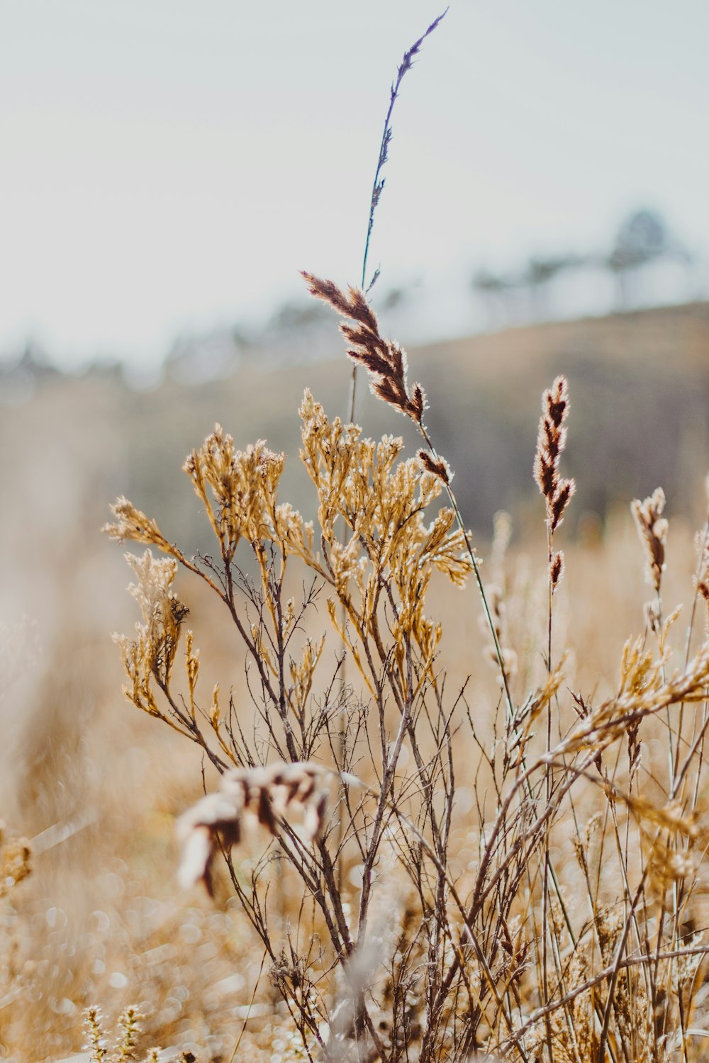 brown wheat field during daytime