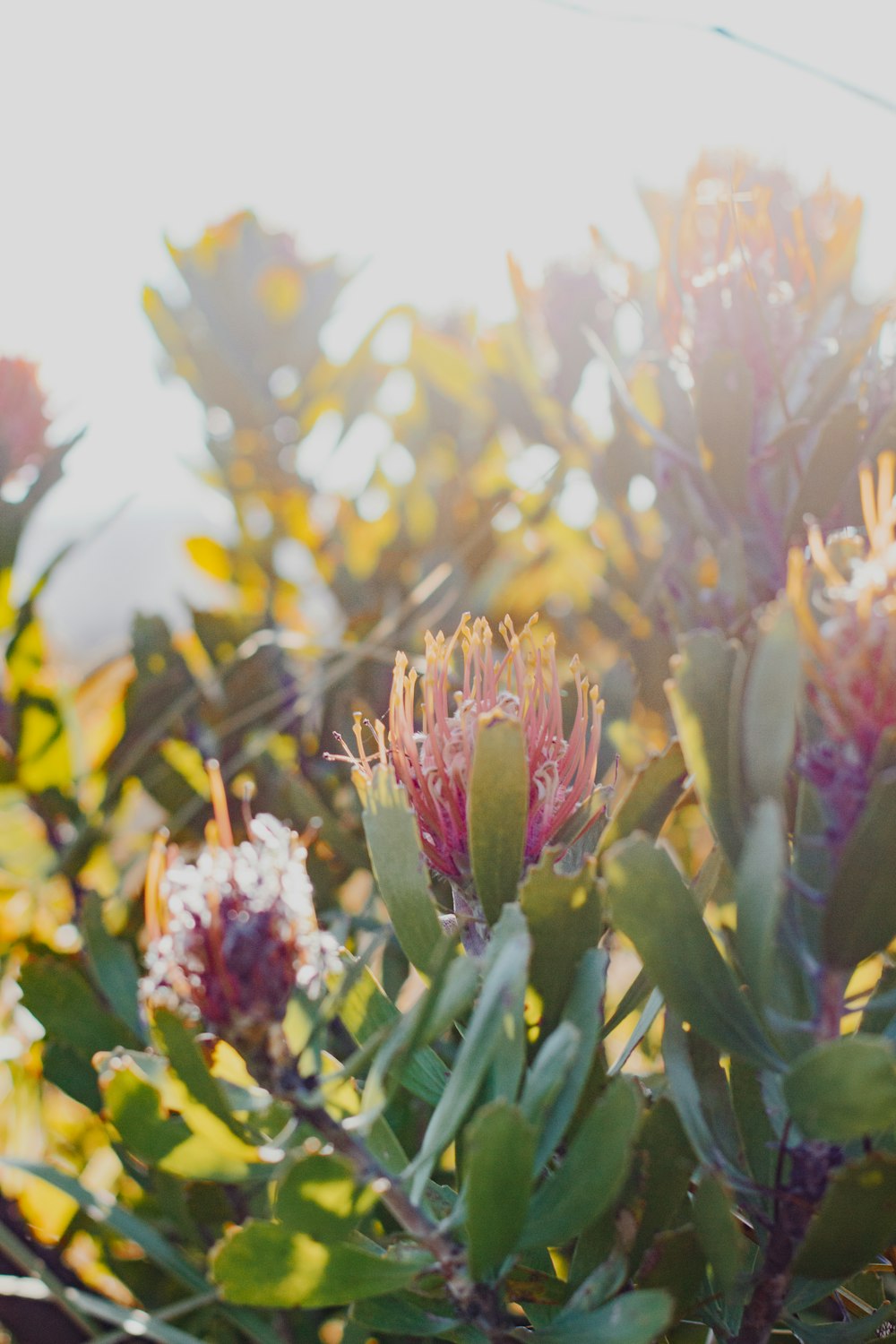 purple flower in tilt shift lens