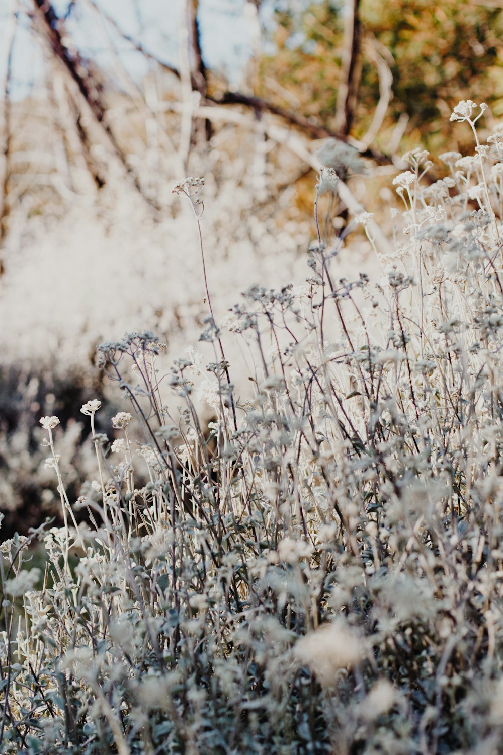 white and black flowers on field during daytime