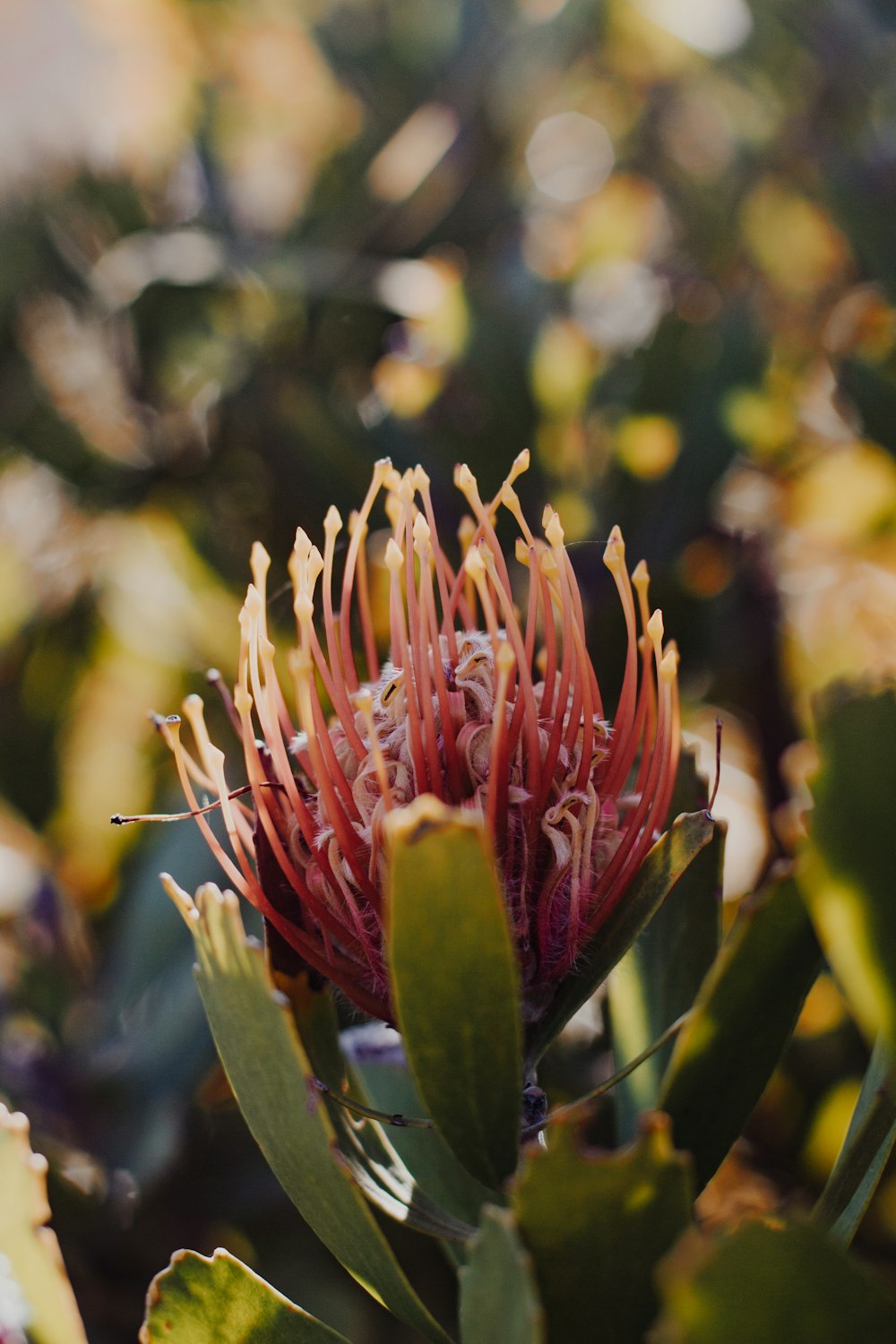 red flower in tilt shift lens