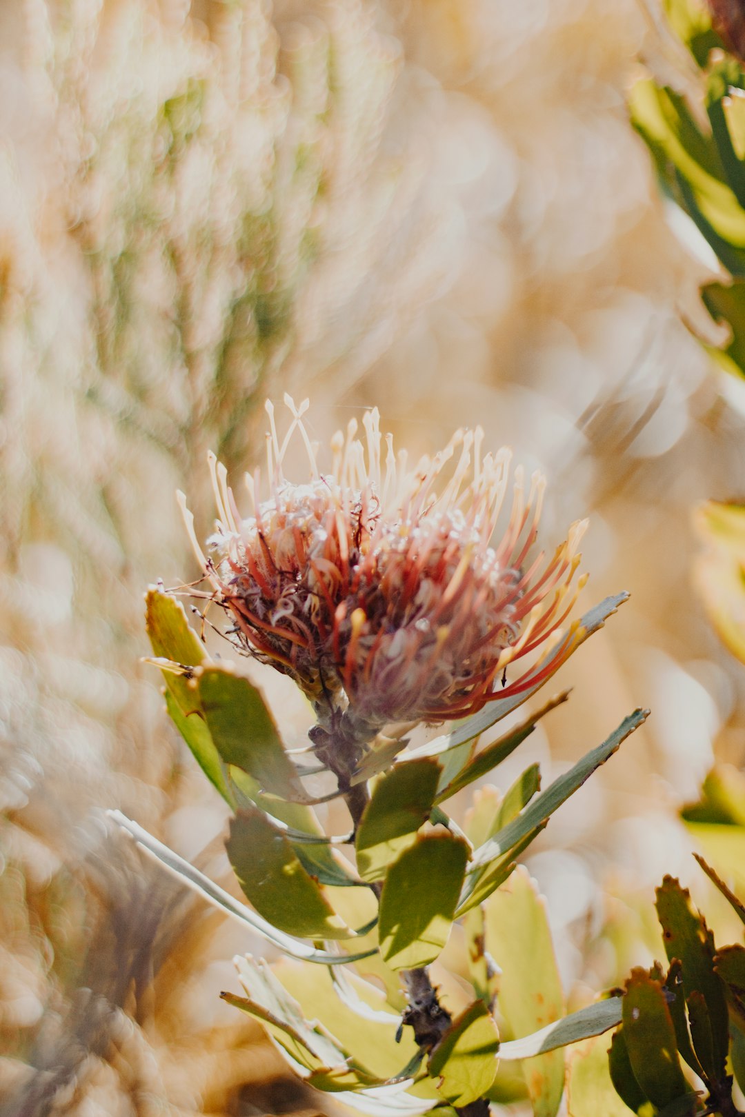 pink flower buds in tilt shift lens