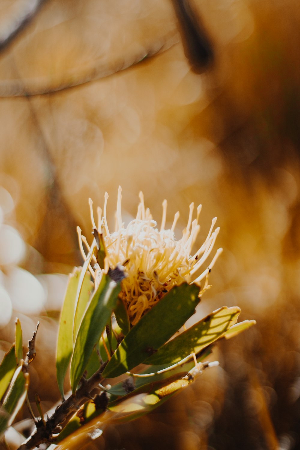 flor branca na lente de deslocamento de inclinação