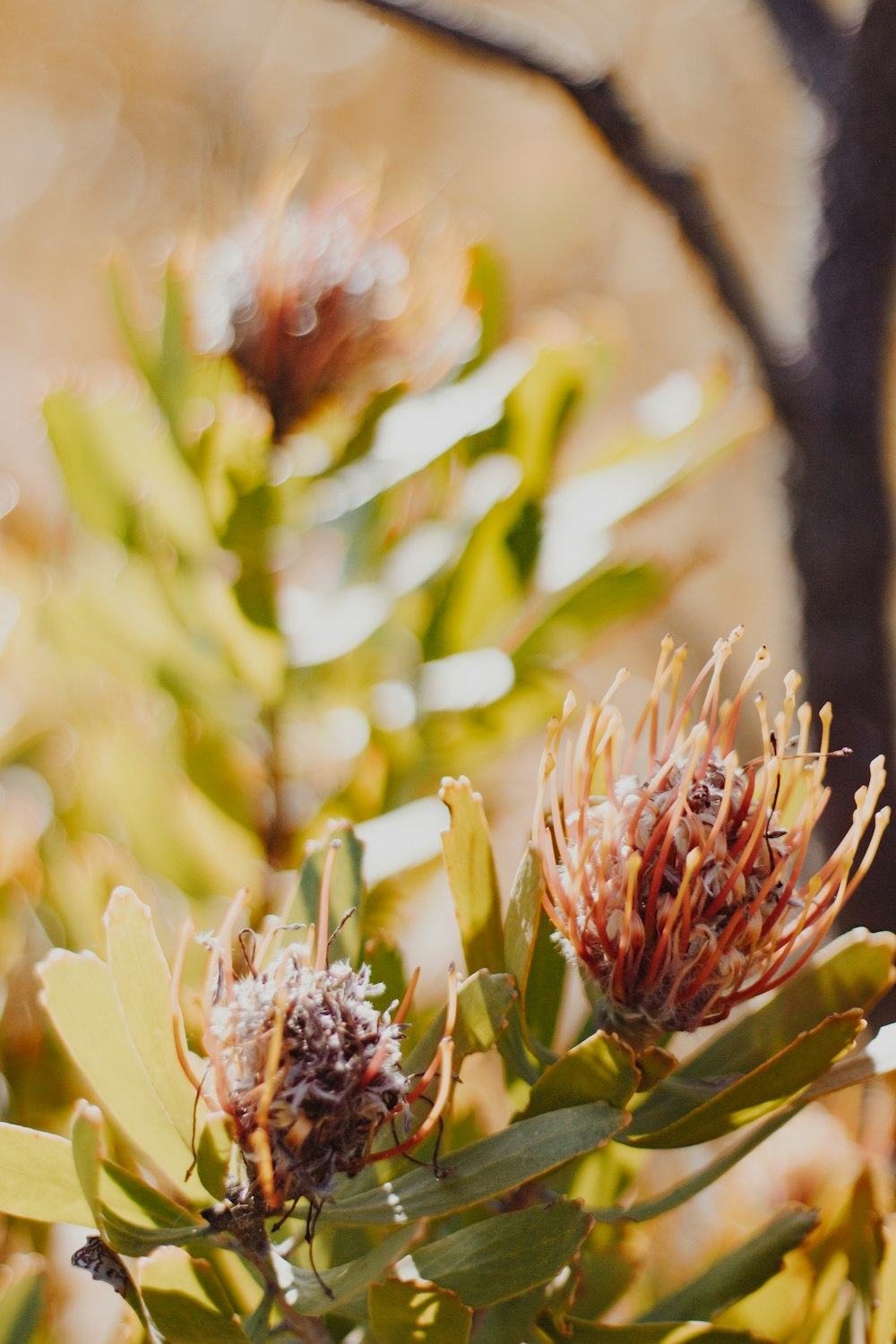 pink and white flower in tilt shift lens