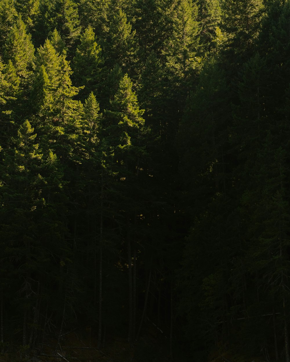 green trees on forest during daytime