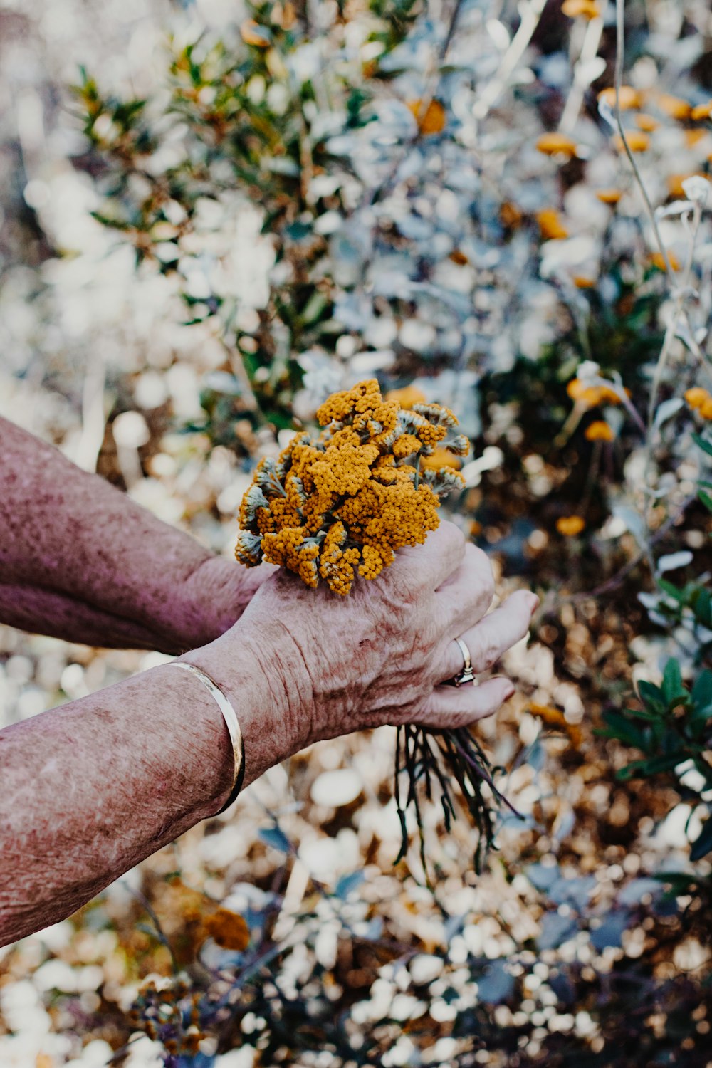 person holding yellow flowers during daytime