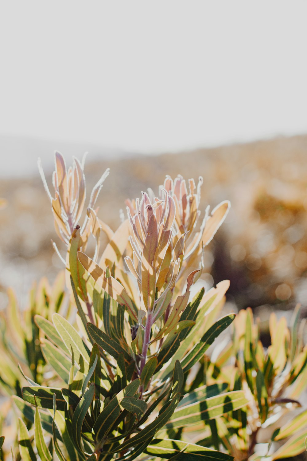 green and brown plant during daytime