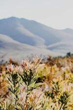 A scenic view of a rose farm in Ecuador.