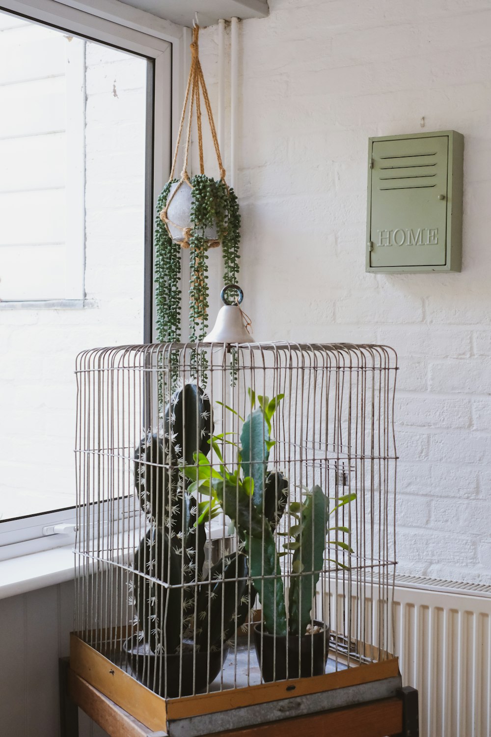 green bird in white cage