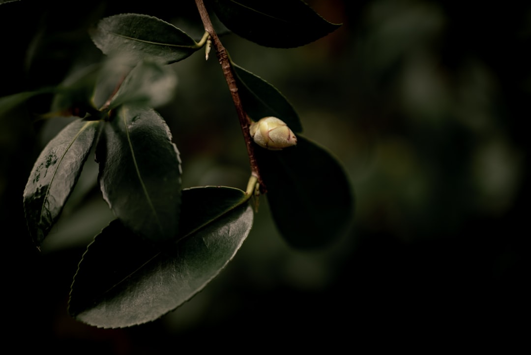 green leaves with brown round fruit