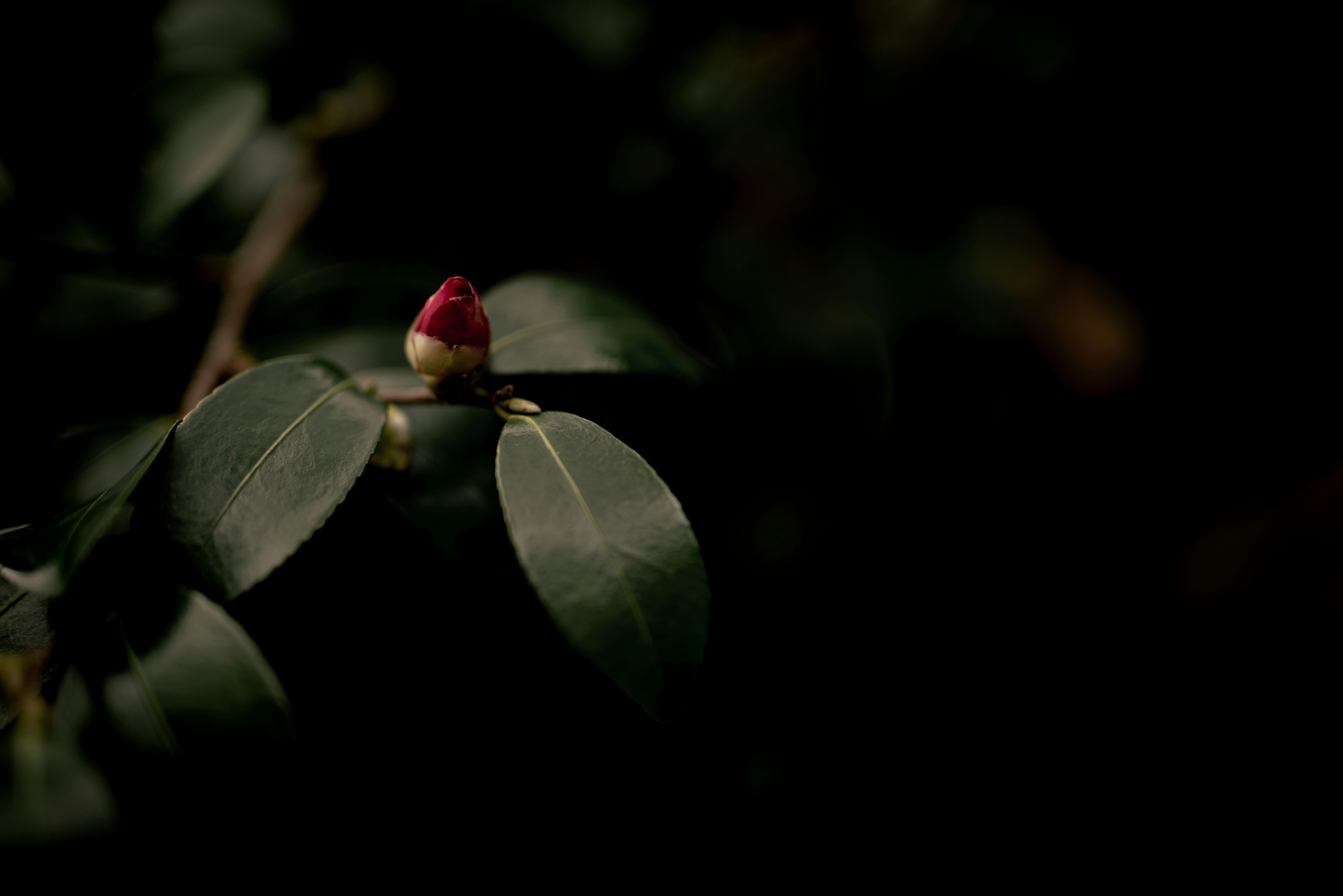 Photo by lauraadaiphoto
