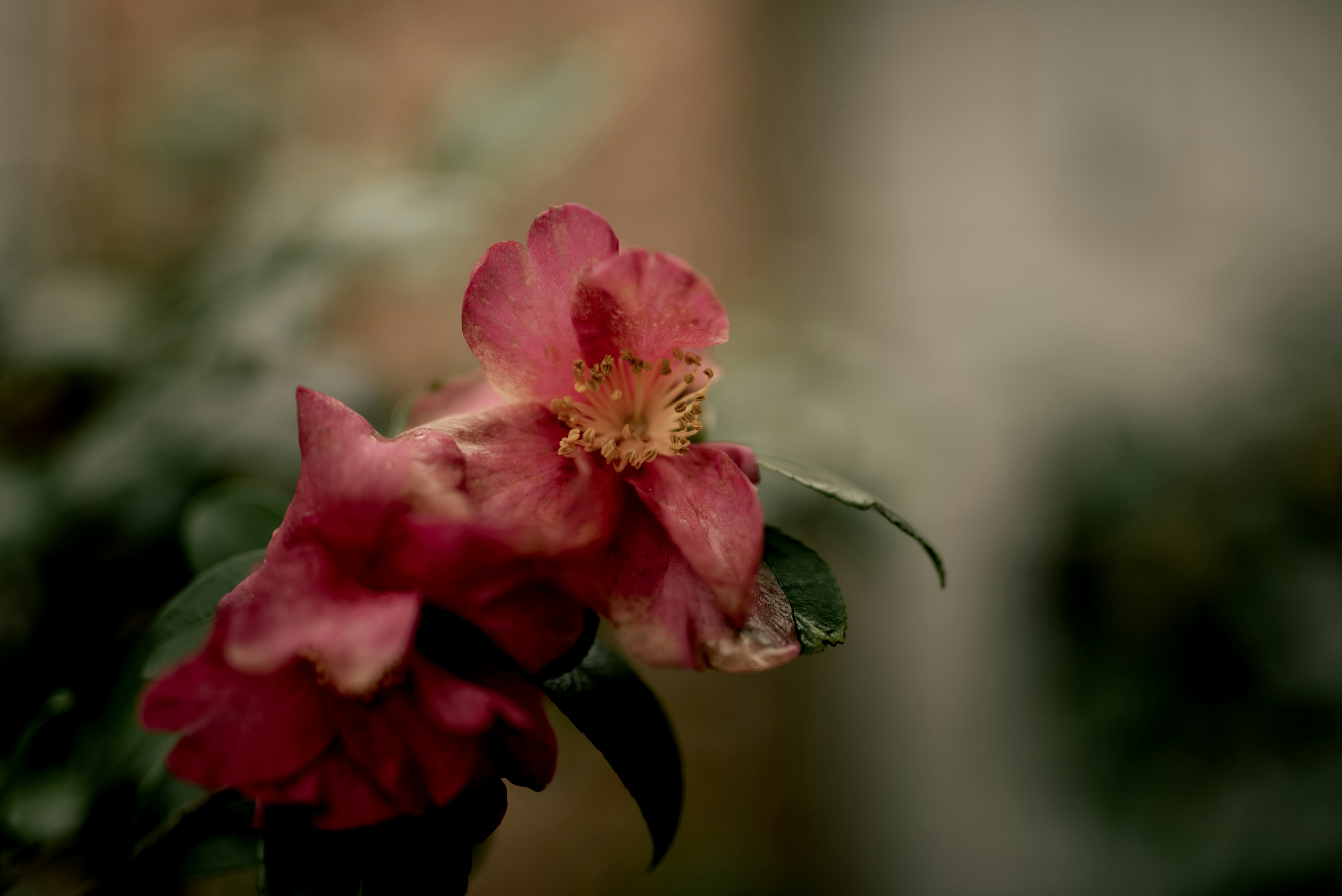 Photo by lauraadaiphoto