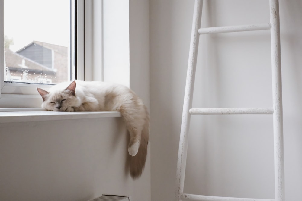 white cat on white window