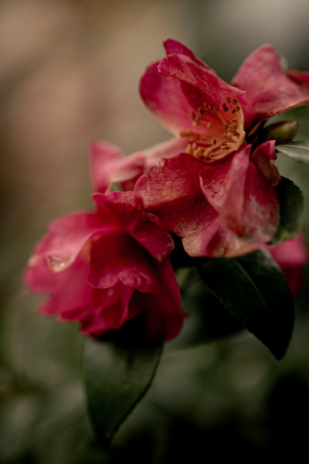 pink rose in bloom during daytime