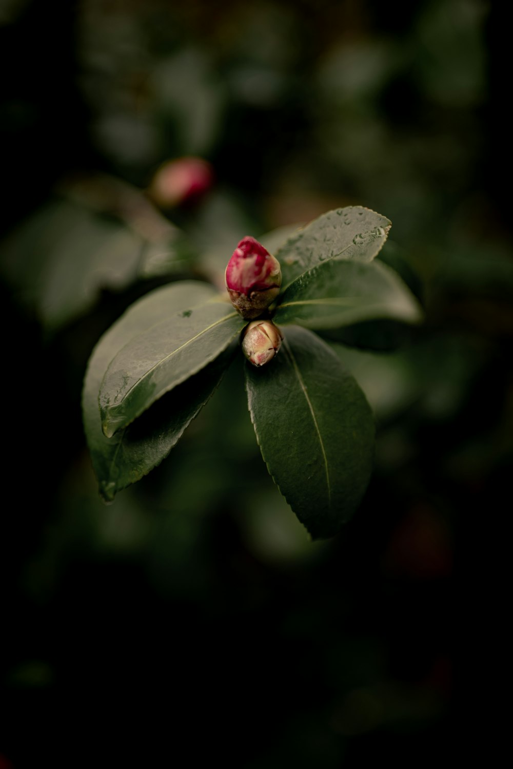 Mariquita roja posada en hoja verde en fotografía de primer plano durante el día