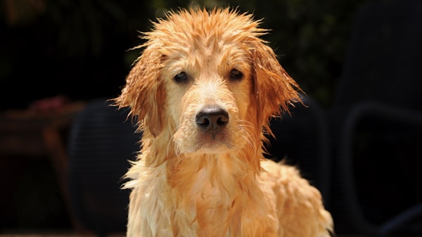 A disheveled wet dog pouts at the camera. 