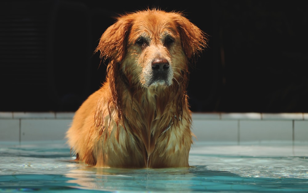 brown long coated dog in water