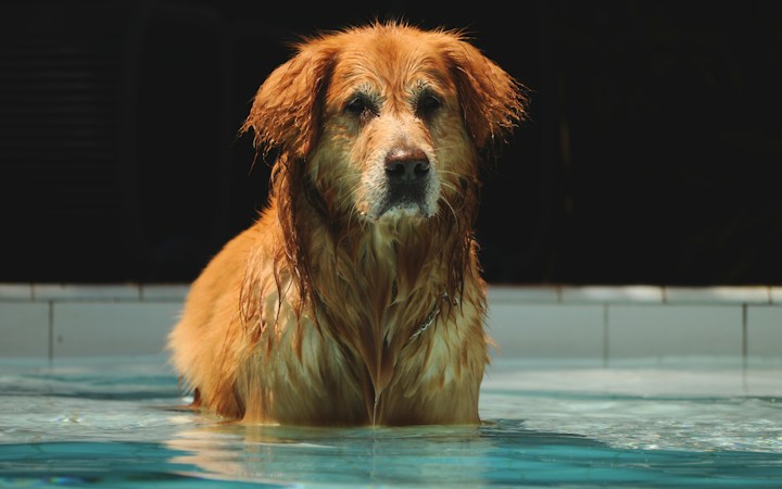 A shaggy brown long-coated dog swimming with its head above the water, similar to the doodles rescued by Doodle Rescue USA in Las Vegas