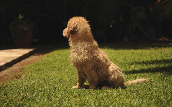 A playful Pomeranian puppy sitting on emerald green grass with soft sunlight highlighting its fluffy coat.