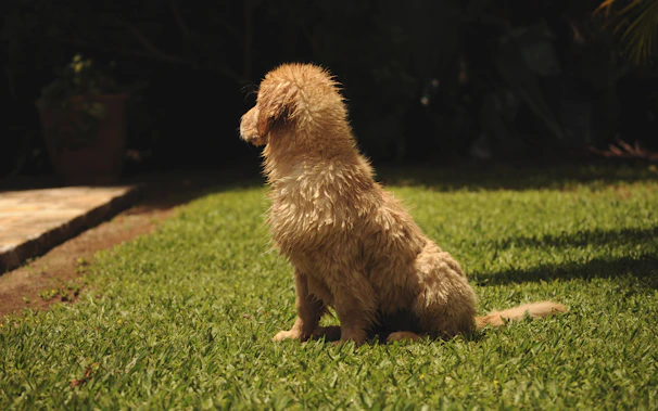 A joyful standard poodle puppy with soft curly fur playing in a sunlit garden.