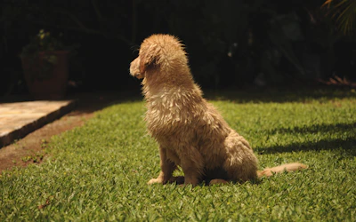 A playful goldendoodle puppy with soft, curly fur sitting on a grassy lawn under warm sunlight.