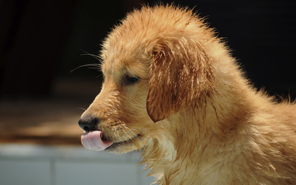 golden retriever puppy with blue eyes