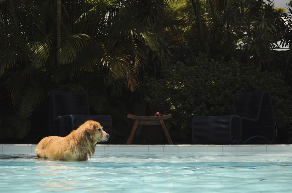 brown short coated dog in swimming pool during daytime