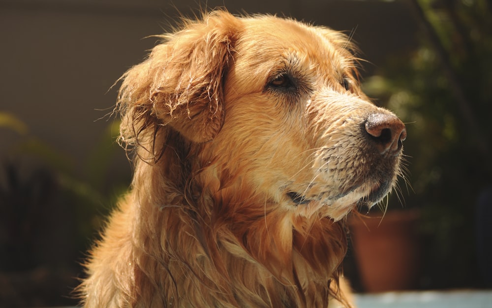 Golden Retriever liegt tagsüber auf Rasen