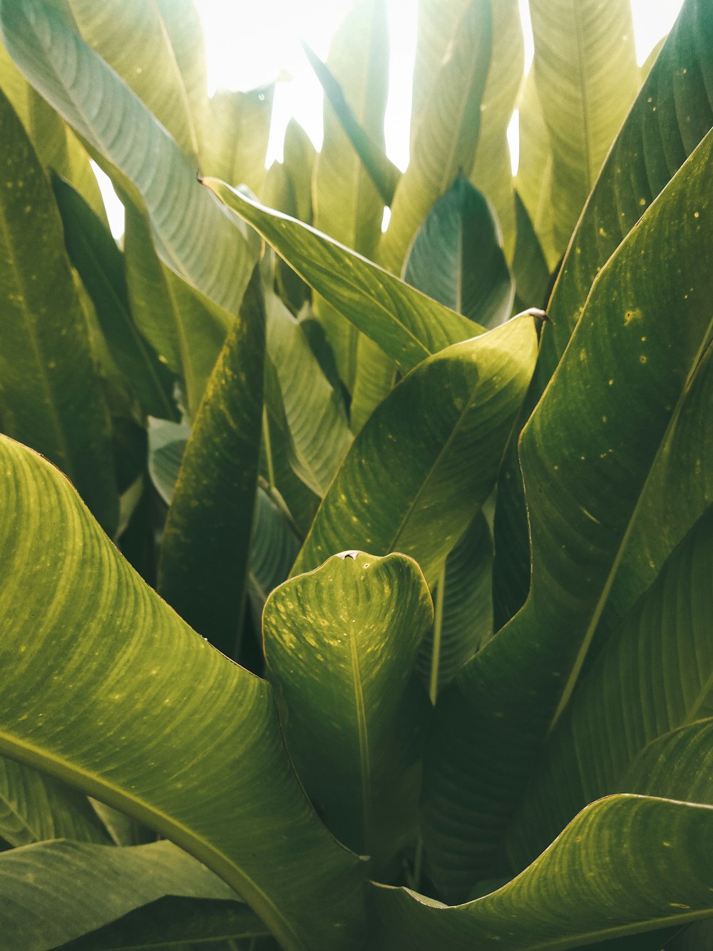 green banana leaves during daytime